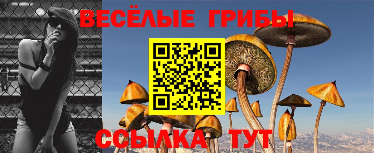 Галлюциногенные грибы Psilocybine cubensis Куйбышев